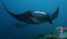 underwater-raja-ampat-papua-barat-14.jpg