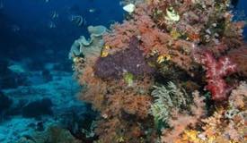 underwater-raja-ampat-papua-barat-15.JPG