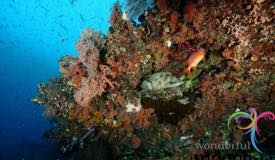 underwater-raja-ampat-papua-barat-16.JPG