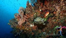 underwater-raja-ampat-papua-barat-16.jpg