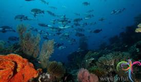 underwater-raja-ampat-papua-barat-17.JPG