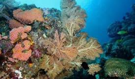 underwater-raja-ampat-papua-barat-18.jpg