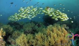 underwater-raja-ampat-papua-barat-4.JPG