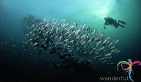 underwater-raja-ampat-papua-barat-5.jpg