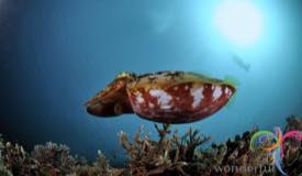 underwater-raja-ampat-papua-barat-7.jpg