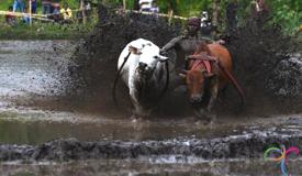 pacu-jawi-cow-race-west-sumatra-4.jpg