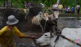 pacu-jawi-cow-race-west-sumatra-5.jpg