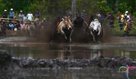 pacu-jawi-cow-race-west-sumatra-6.jpg