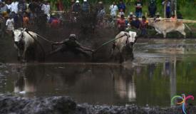 pacu-jawi-cow-race-west-sumatra-7.jpg