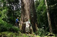big_trees_at_centra_1c838da