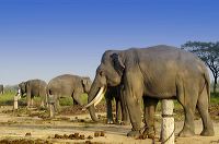 lampung_elephants___1c87ba5