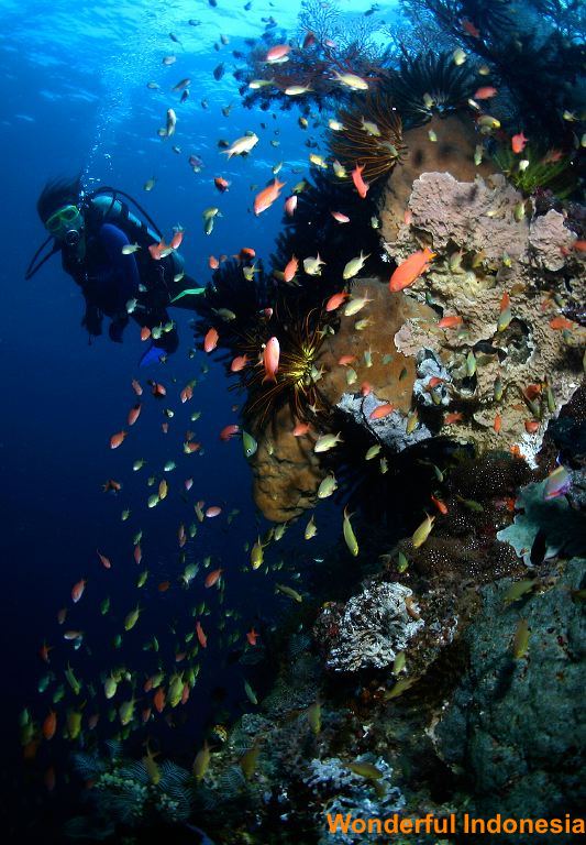 ambon-underwater-1-_1c8388f.jpg