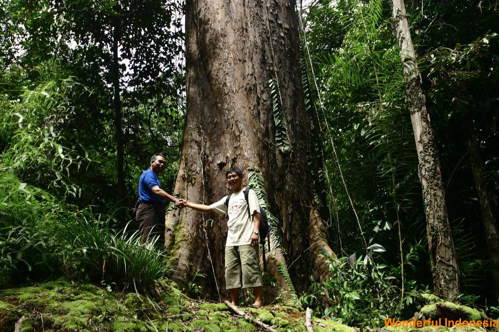 big_trees_at_centra_1c838da.jpg