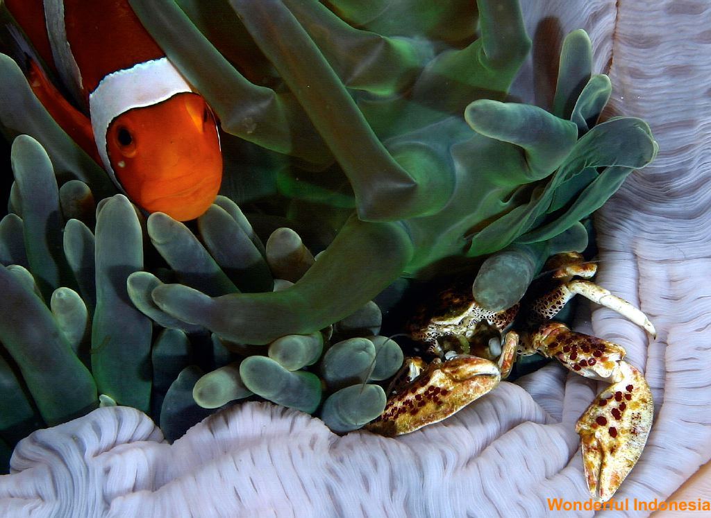 crab-and-clown-ambo_1c83896.jpg
