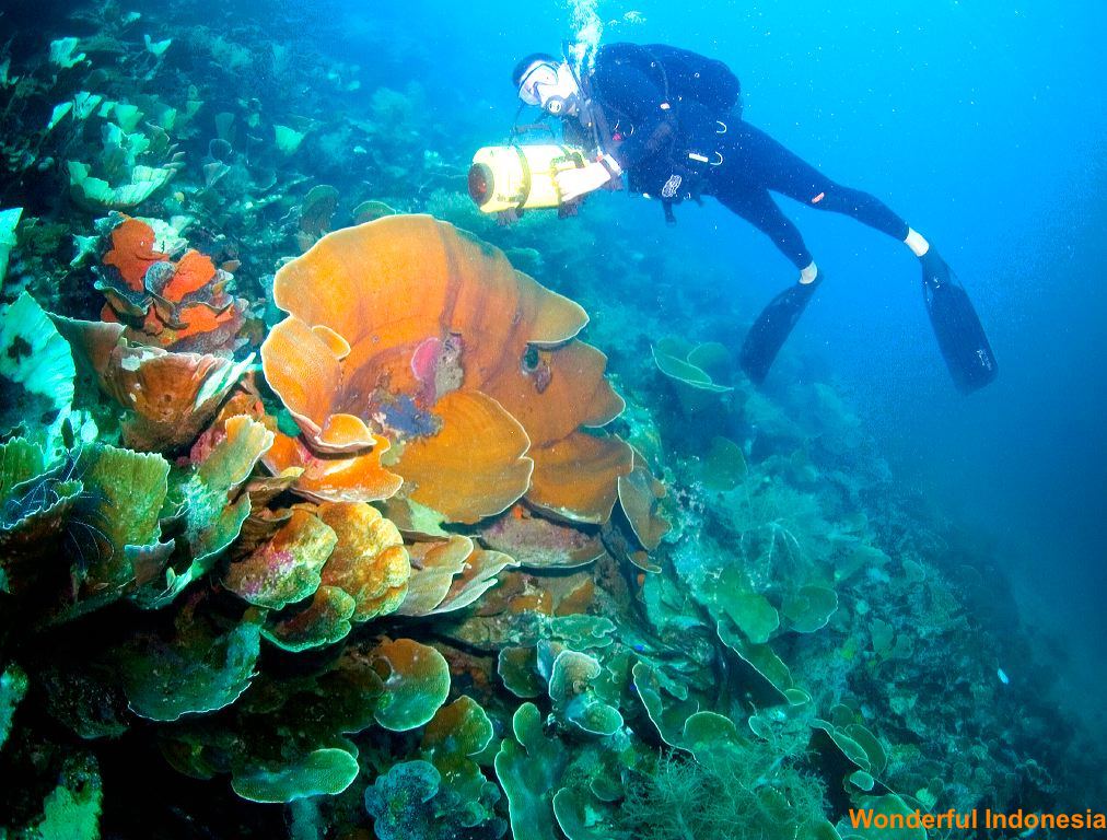 diving_at_hari_isla_1c83974.jpg
