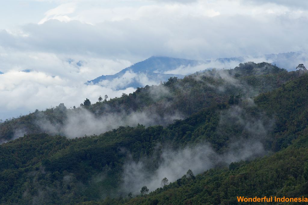 kerinci_seblat_nati_1c87b6b.jpg