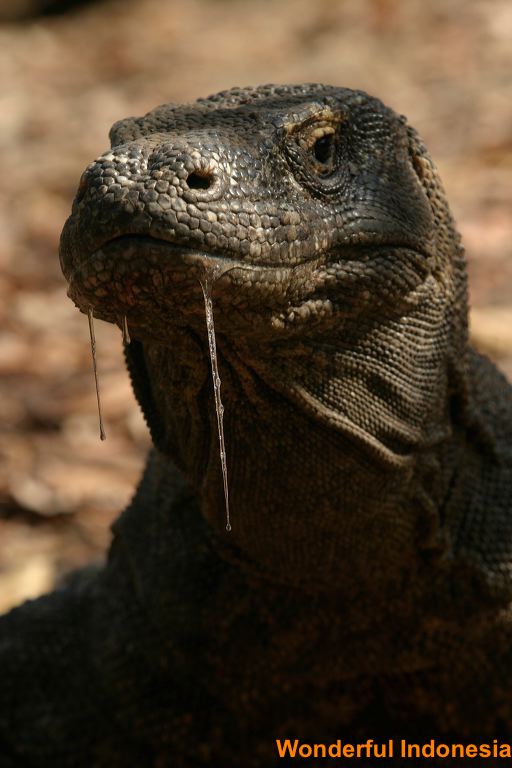 komodo_dragon_at_ko_1c838fe.jpg