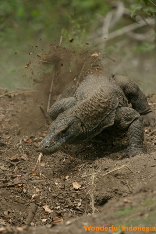 komodo_island_natio_1c838ff.jpg