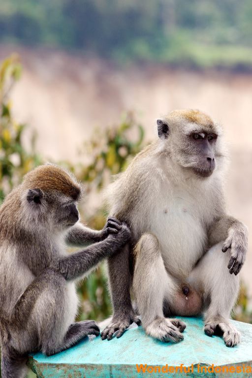monkeys_at_forest___1c839ab.jpg