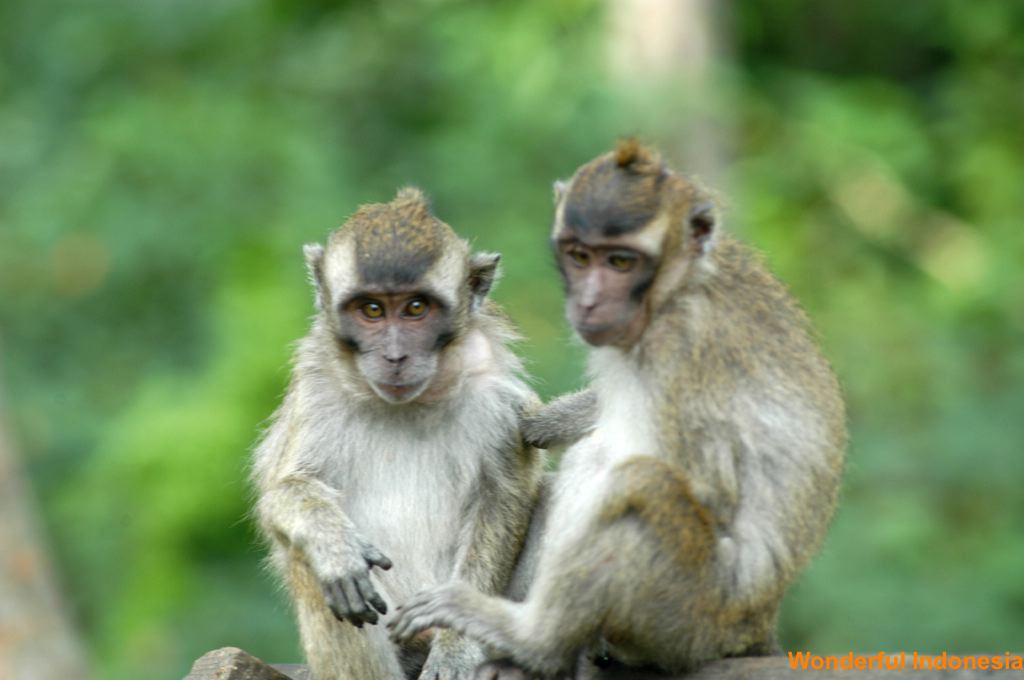 monkeys_at_south_bo_1c83982.jpg