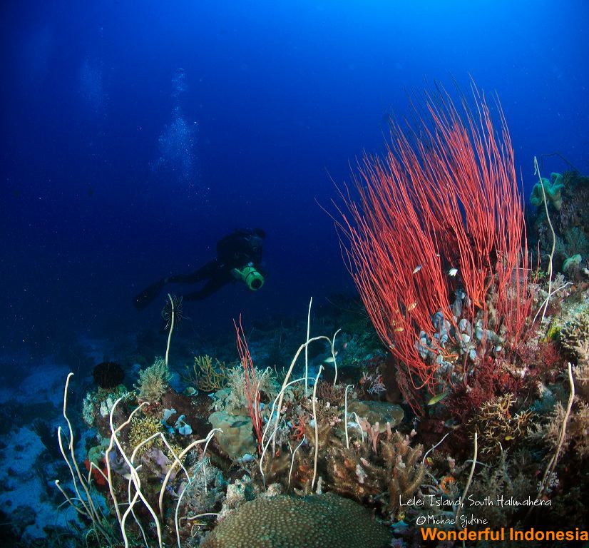under_water_view_mo_1c83957.jpg