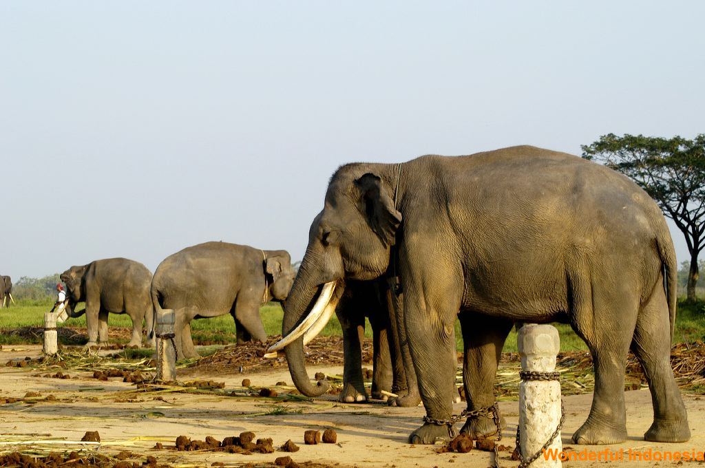 waikambas_elephants_1c8394d.jpg