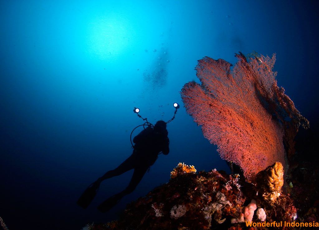 wide-blue-moluccas.jpg