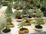 agro_kusuma_batu_eas_3c1bd7