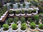 agro_kusuma_batu_eas_3c1bd8
