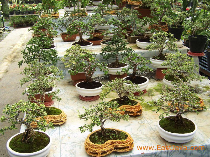 agro_kusuma_batu_eas_3c1bd7.jpg