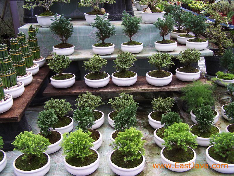 agro_kusuma_batu_eas_3c1bd8.jpg