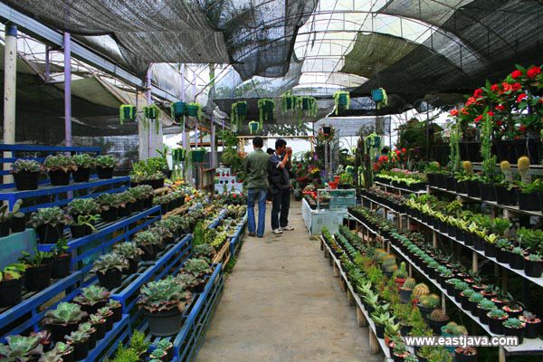 kusuma_agro_tour_batu.jpg
