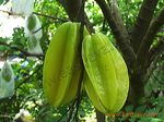 karangsari_agro_blit_3dc453