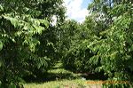 karangsari_agro_blit_3dc454