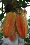 karangsari_agro_tour_3dc456