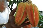 karangsari_agro_tour_3dc457