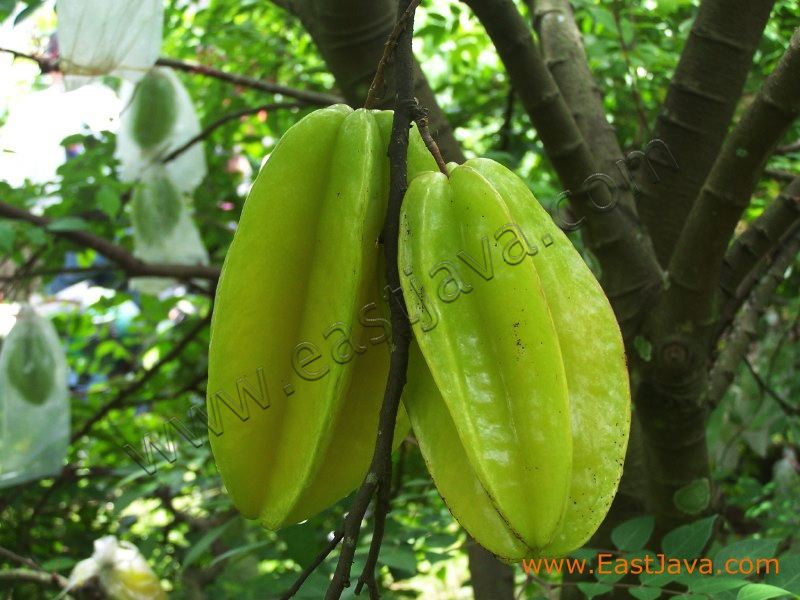 karangsari_agro_blit_3dc453.jpg