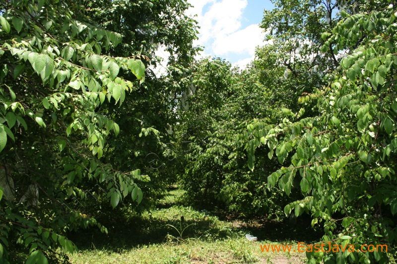 karangsari_agro_blit_3dc454.jpg