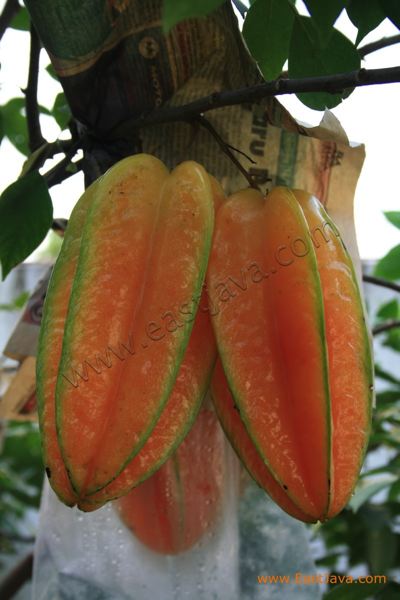 karangsari_agro_tour_3dc456.jpg