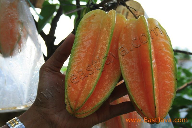 karangsari_agro_tour_3dc457.jpg