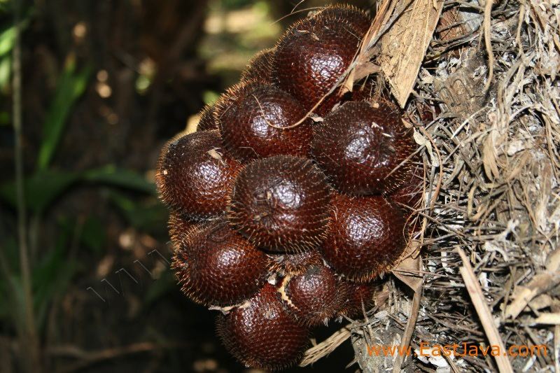salak_wedi_bojonegor_3c1cbe.jpg
