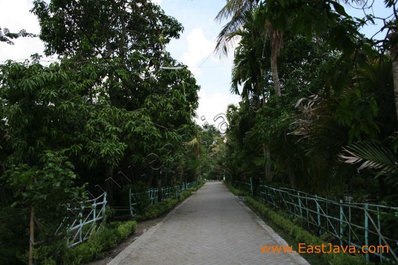 salak_wedi_bojonegor_3c1cbf.jpg
