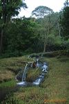 dhamar_wulan_natural_3c1cf0