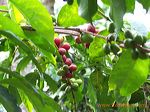 jampit_coffee_planta_3c1cf6