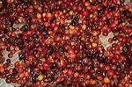 mongoose_coffee_bond_3c1cfc