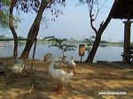 ngipik_lake_gresik