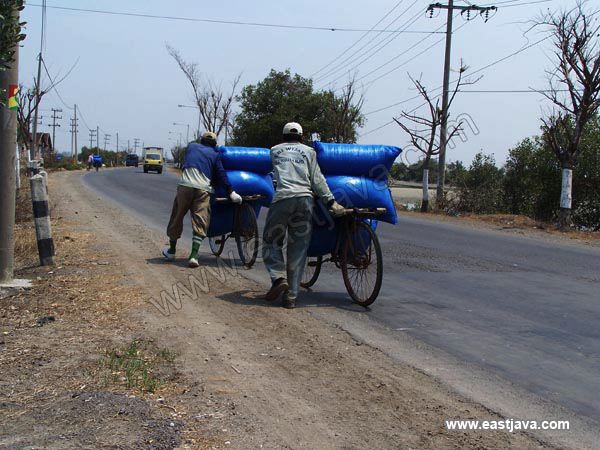 salt_farmer_gresik.jpg
