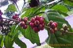 ngrangkah_pawon_coff_3c1dc3