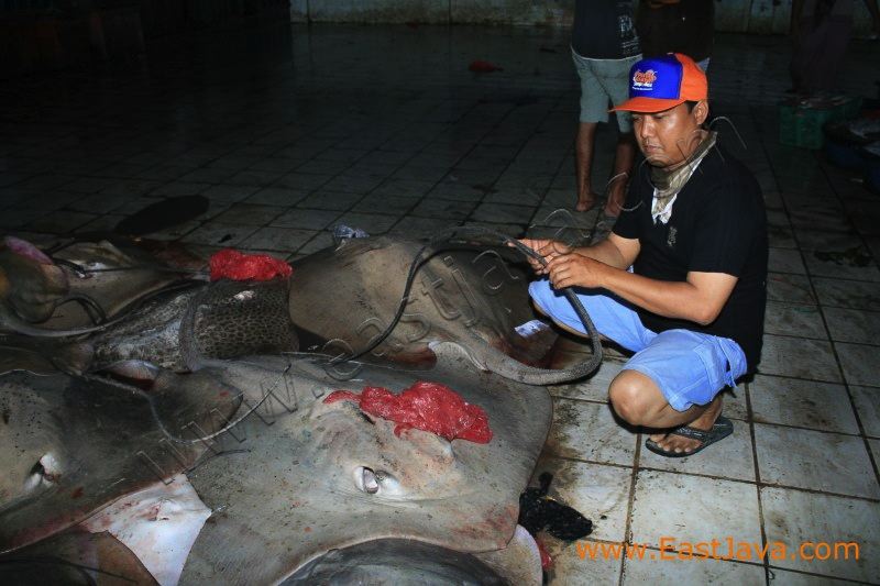 brondong_auction_fis_3c1e1d.jpg