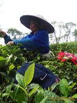 wonosari_tea_plantat_3c2272